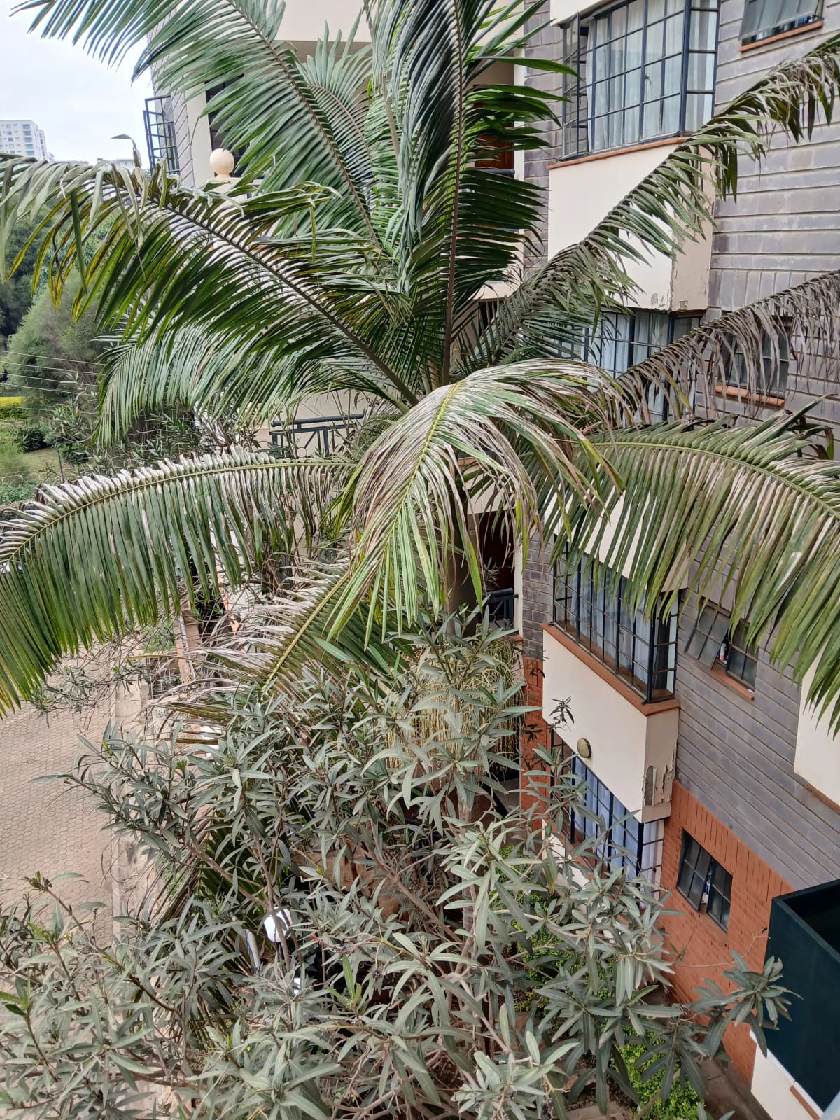 Lush tropical garden with mature palm trees and vegetation