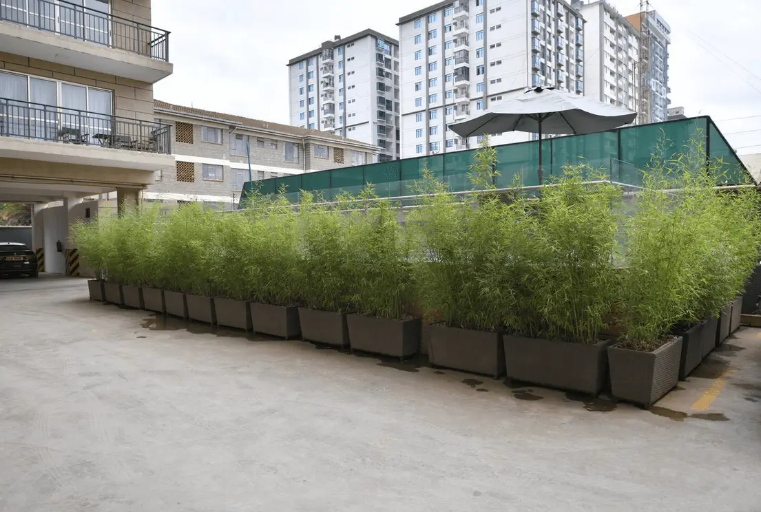 Rooftop garden with potted bamboo plants and green privacy screen