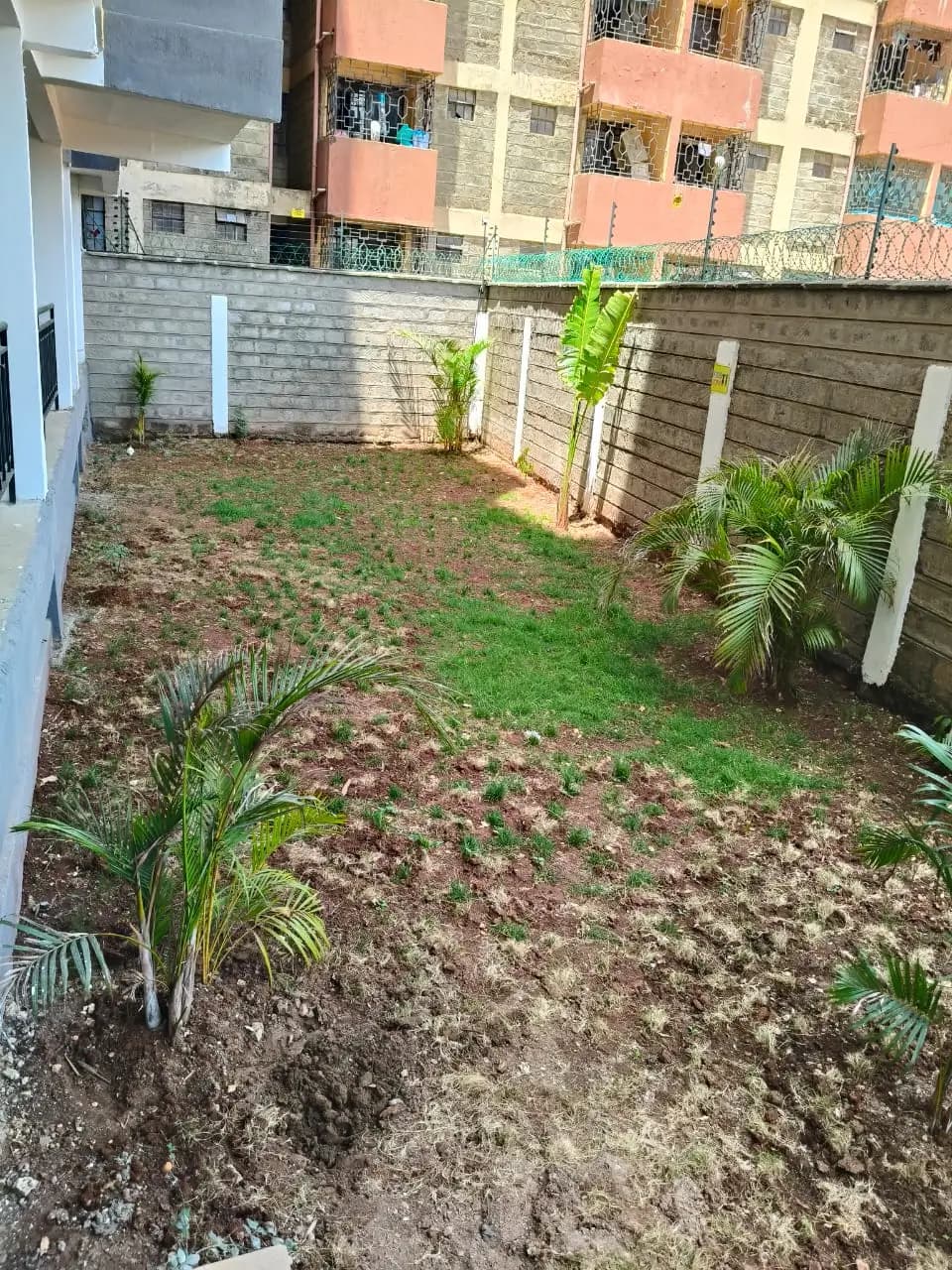 Compound garden with newly planted palms and developing lawn